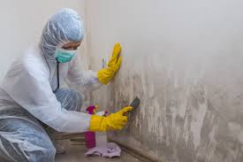 Best Environmental Consulting for Mold Prevention  in Meadow Woods, FL